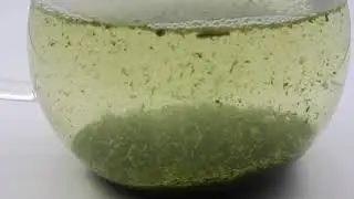 Bio Kabuse Shincha von Watanabe im Aufguss
