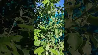 Не будет совсем в этом году! И всё из за мороза!