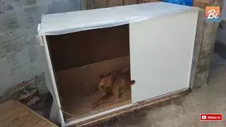 28 TL'ye Köpek Kulübesi Nasıl Yapılır? Bi Yaşam 24. Bölüm