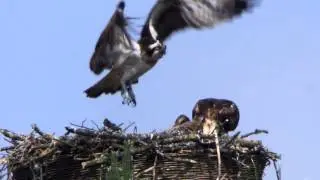 Fischadler Fütterung