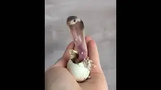 Только что вылупился