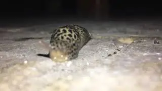 Sülük yakın çekim ! (Az kalsın ölüyordu!!!!)