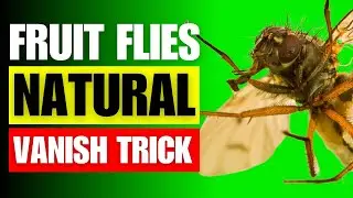 Vanish Fruit Flies Naturally: DIY Recipes & Tips