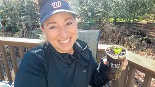 How to Prune a Shrub into Tree Form - Viburnum Dentatum or Southern Arrowwood