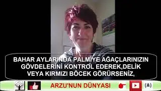 PALMİYE AĞAÇLARI İÇİN KIŞA HAZIRLIK VE PALMİYE BAKIMI