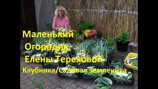 Elena Terekhova's Little Garden - Strawberry 06/18/2011