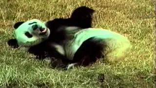 Animals Panda