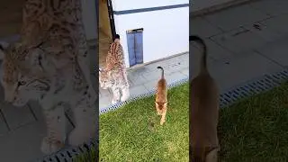 Время игр с чаузи Малым😼