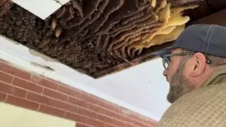 Honeybee Hive Found In Historic 200-year-old Home!