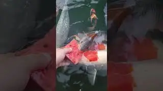 Кормим карпов Кои арбузами 🍉