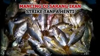 STRIKE TANPA HENTI Mancing di laut malam hari