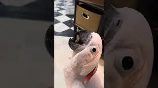 Misha's Fetch Frenzy: Cockatoo Playtime Fun! 🦜🎾