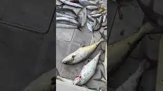 Short fishing trip 