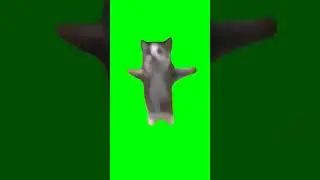 Happy Happy Happy cat jumping