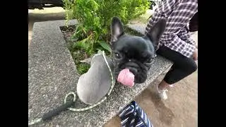 300K-10M DOGS!!😱 | FIRST EVER DOGSHOW!! 😍