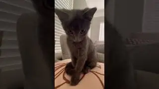 🥰#красававот #catlover #pets #love #puppy #funnyshorts #cute #funnycats #animals #моикотики #котята