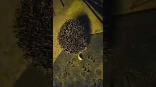 Ежонок