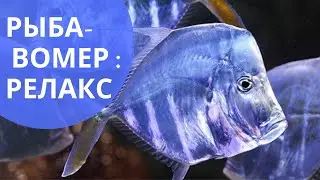 Рыба вомер | Красивое видео для релаксации