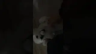 Tummy rub and golf ball dog