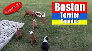 Boston Terrier Puppies 6 Weeks Old | Saying Goodbye
