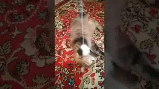 У кошки стальные нервы )