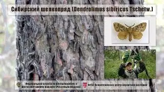 Siberian silkworm (Dendrolimus sibiricus Tschetw.)