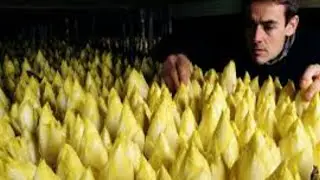 GOLDEN CHICORY - vegetable grown in the dark