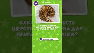 #Shorts 🧩Бенгальская кошка🧩 Викторина🧩