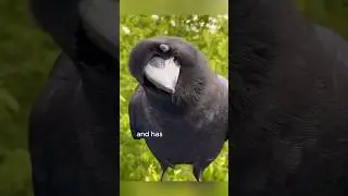 The fortunate crow #animals #love #shorts