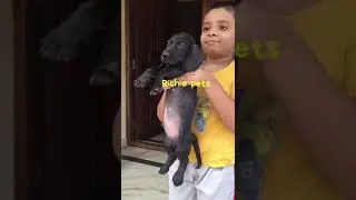 Black Dachshund Richie Pets 8547042255