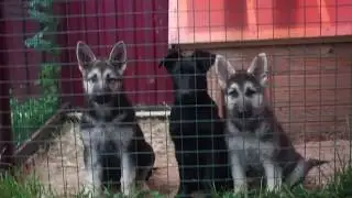 Щенки ВЕО питомника 