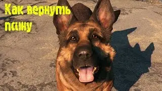 Fallout 4 - Потерялась Псина, как найти?