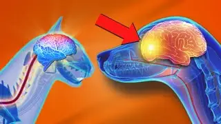 Why These Foods Are Critical For Your Pets Brain