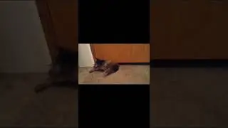 Другие не влезут,а мой влезет 🤣
