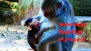 cruel wean !! Jade angry seriously Jayden till fight, Mum not give milk baby, So pity new baby