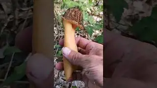 Сморчки подросли))