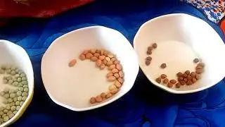 A New and fantastic game with grams (chana)|by RaGiNi CreAtIonS