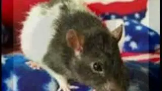 Funny Rats  (Photo Contest Winners)