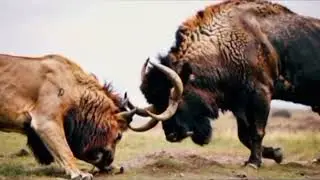Unique animal attack||wild animals short video