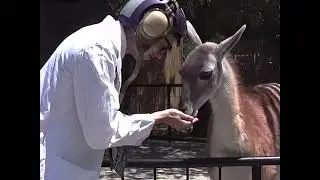 CC Llama Bonus