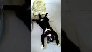 Sıcaktan bayılan kedi :) / Cat that fancies hot