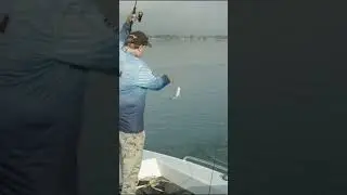 NEW! ZMan Drop KickerZ in action! #fishing #zman #shorts #softplastics #lurefishing #flathead #lure