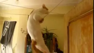 Кот гимнаст   Кот на веревке   Трюк на высоте