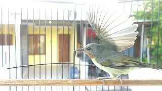 SUARA KOLIBRI WULUNG BETINA GENIT