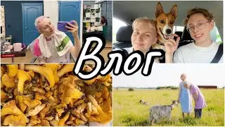ВЛОГ| фотосет с козлами| в лес за грибами 🦊