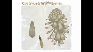 Ciclo de vida de las gimnospermas
