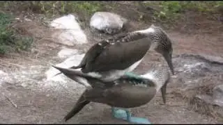 Bird sex on the Galapagos
