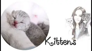 ❤️УТРО ШОТЛАНДСКИХ КОТЯТ❤️SCOTTISH KITTEN❤️