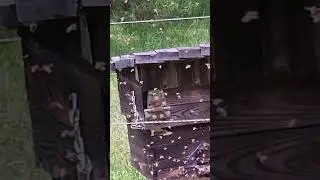 The Swarms of Summer