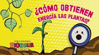 ¿Cómo obtienen energía las plantas?